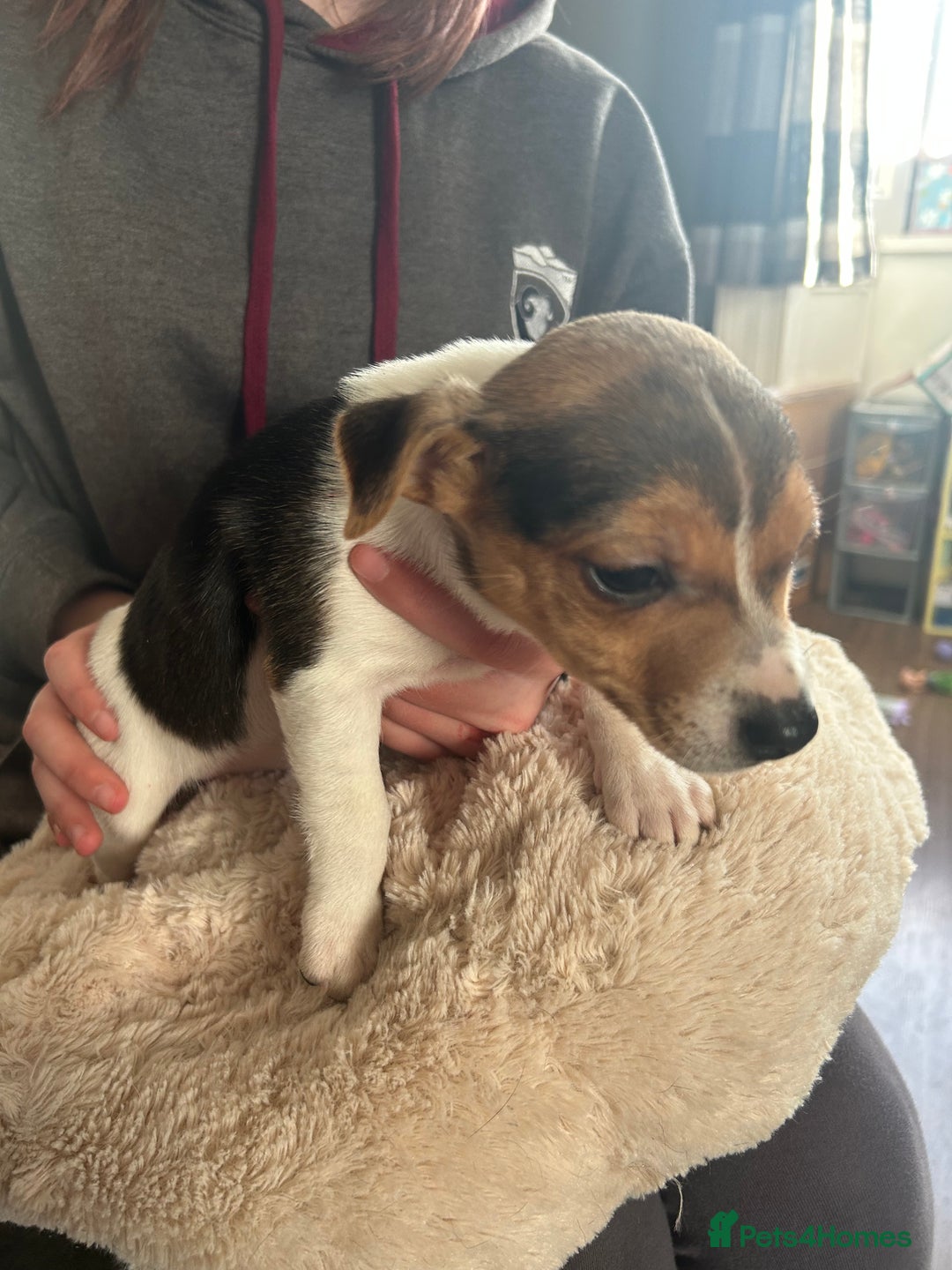 Jack Russell dogs for sale: Jack Russell pups  - Image 20