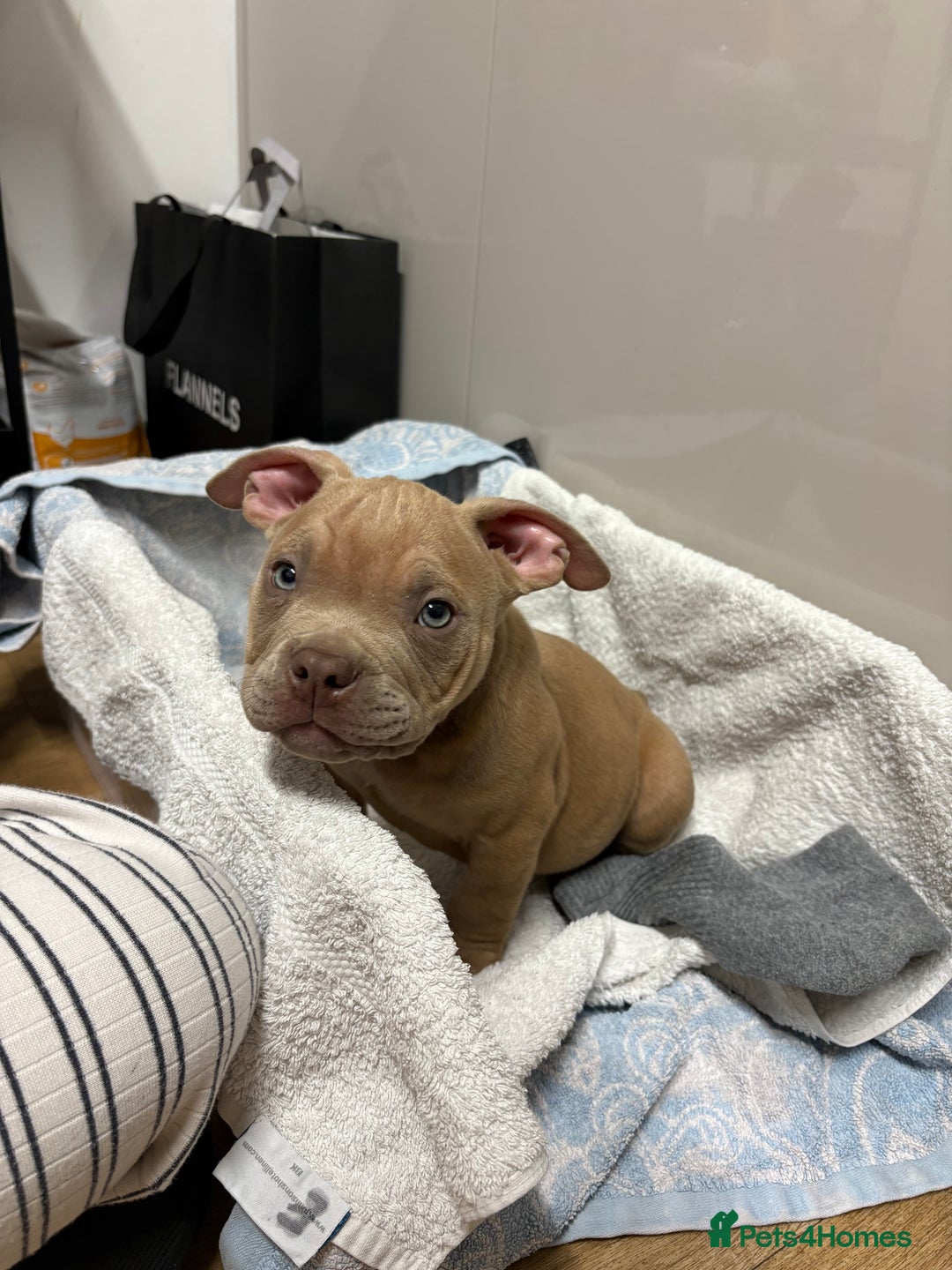 American Bully dogs for sale: Pocket American bully  - Image 3