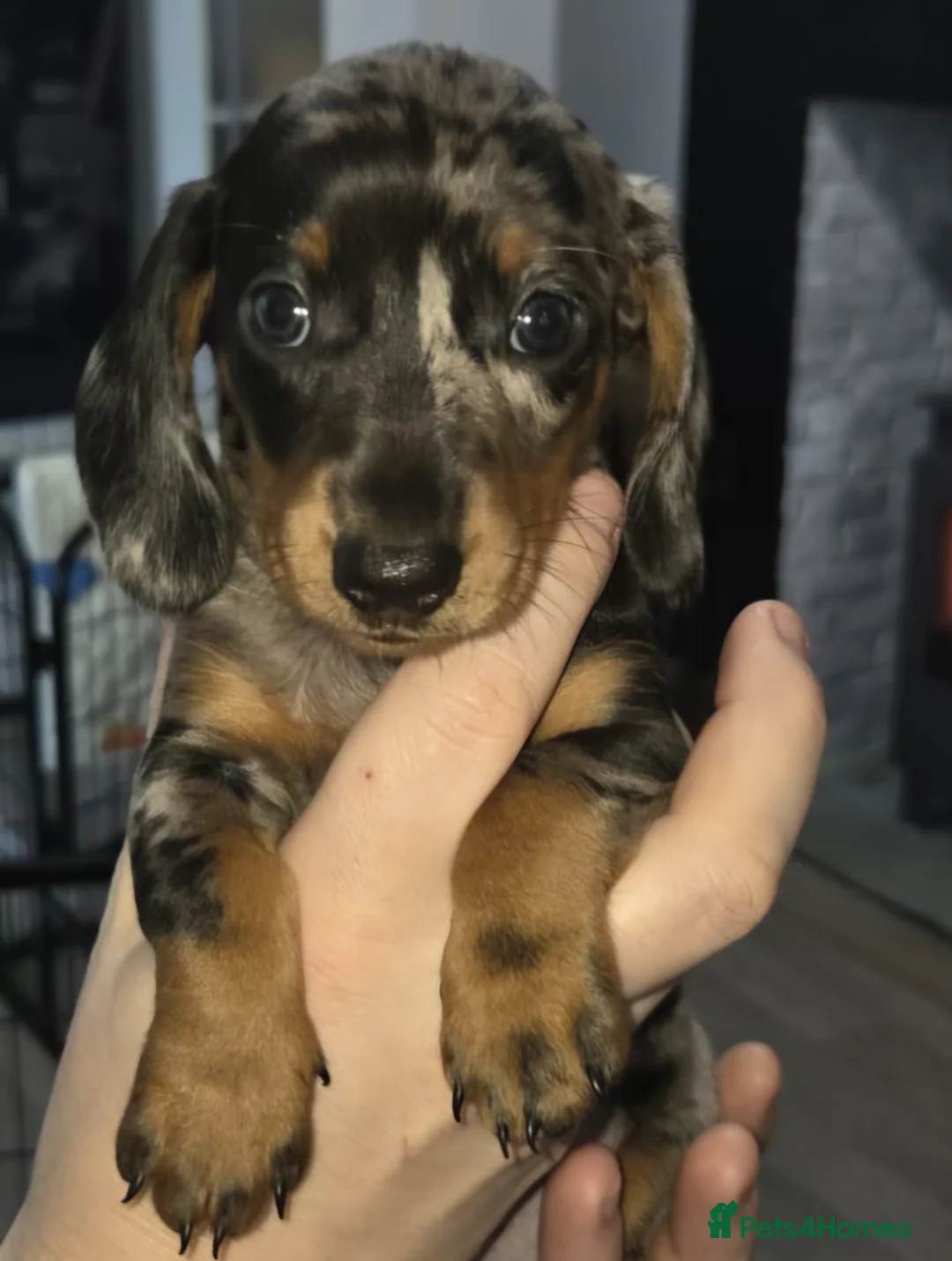 Miniature Dachshund dogs for sale: Our beautiful babies  - Advert 5