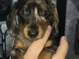 Miniature Dachshund dogs Our beautiful babies - Advert 12
