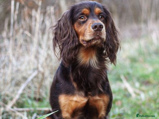 Cocker Spaniel dogs in Lincoln - Advert 3