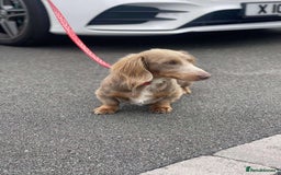 Dachshund dogs for sale: true miniature dachshund puppies  - Image 16