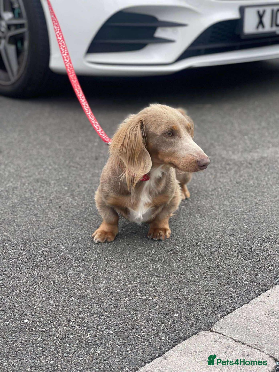 Dachshund dogs for sale: true miniature dachshund puppies  - Image 16