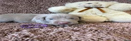 Weimaraner dogs for sale: Weimaraner Silver Grey Girl Pups - Ganult showline - Advert 22