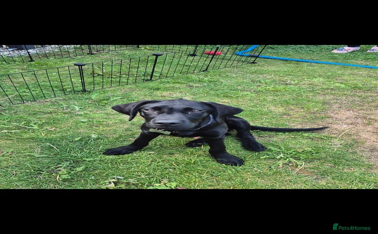 Labrador Retriever dogs - Advert 1