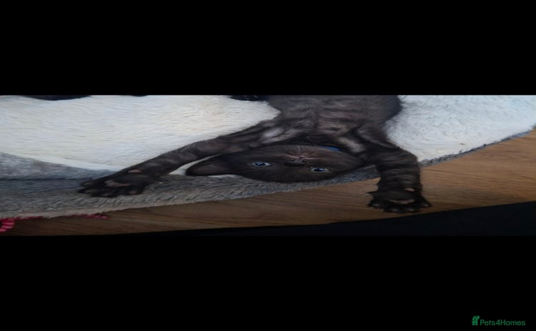 Domestic Shorthair cats 1 BEAUTIFUL BOY KITTEN LEFT 😸  - Advert 18