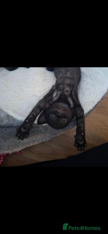 Domestic Shorthair cats 1 BEAUTIFUL BOY KITTEN LEFT 😸 - Advert 18