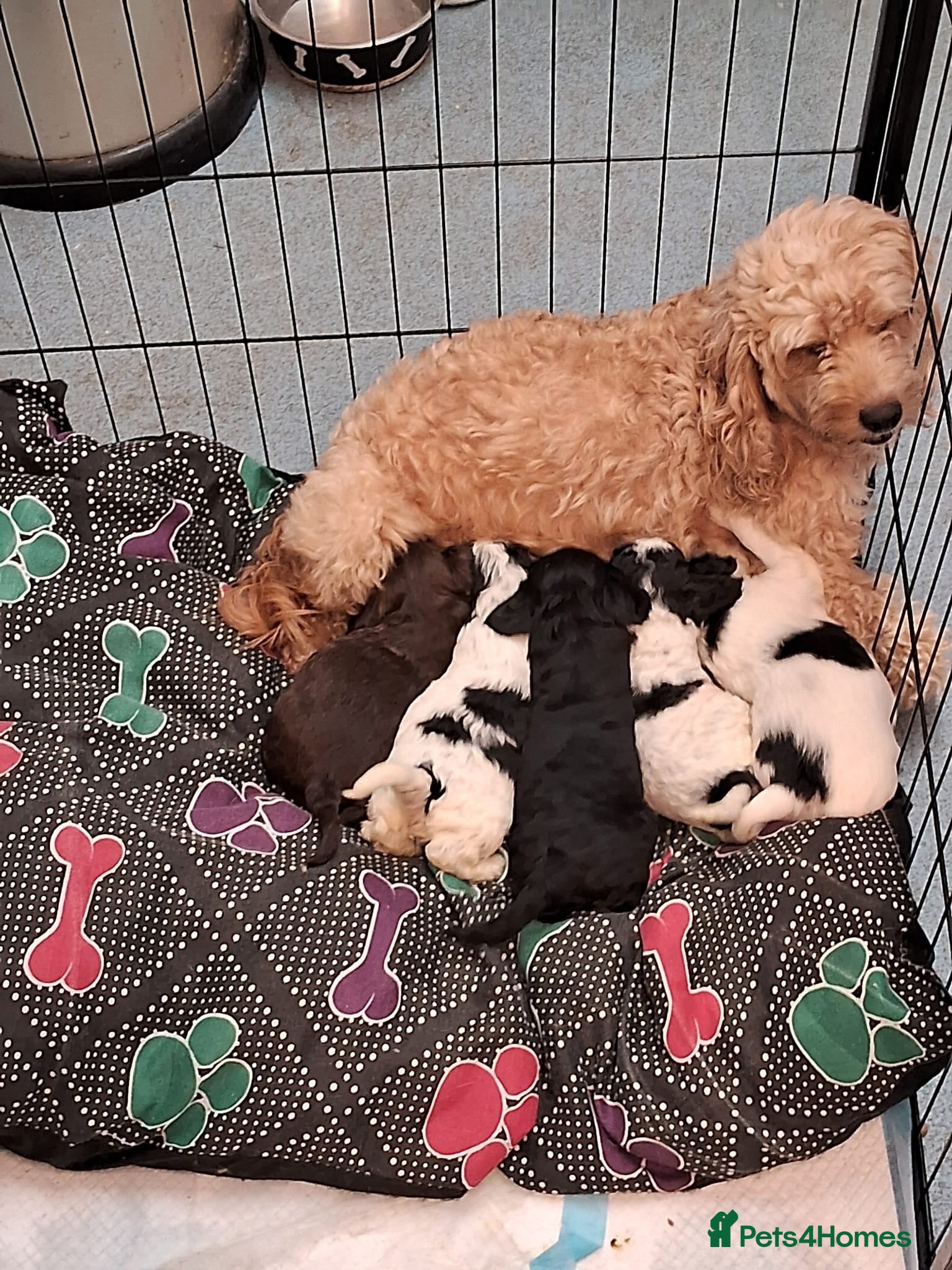 Mixed Breed dogs Puppies - Advert 7