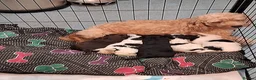 Mixed Breed dogs for sale: Puppies - Advert 1