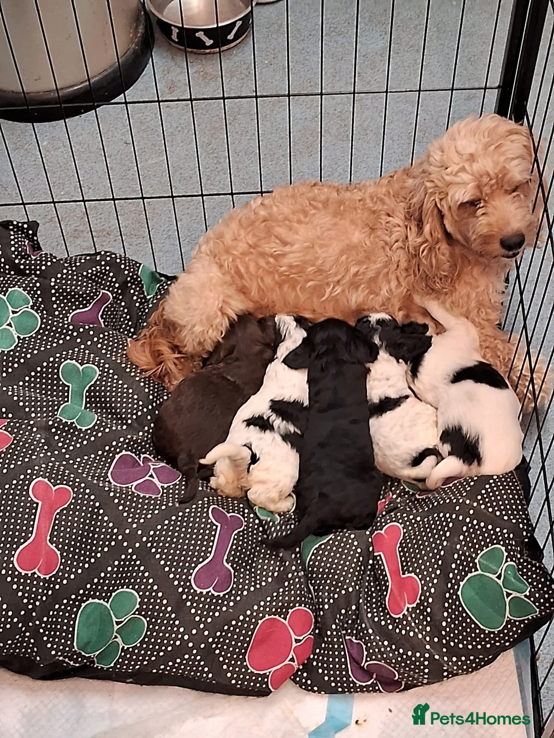Mixed Breed dogs for sale: Puppies - Advert 1