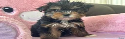 Yorkshire Terrier dogs for sale: Toy Yorkshire terrier puppies  - Advert 12