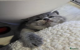 British Shorthair cats for sale: Beautiful GCCF register BSH and BLH - Advert 11