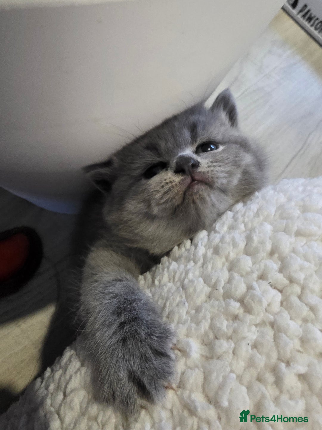 British Shorthair cats for sale: Beautiful GCCF register BSH and BLH - Advert 11