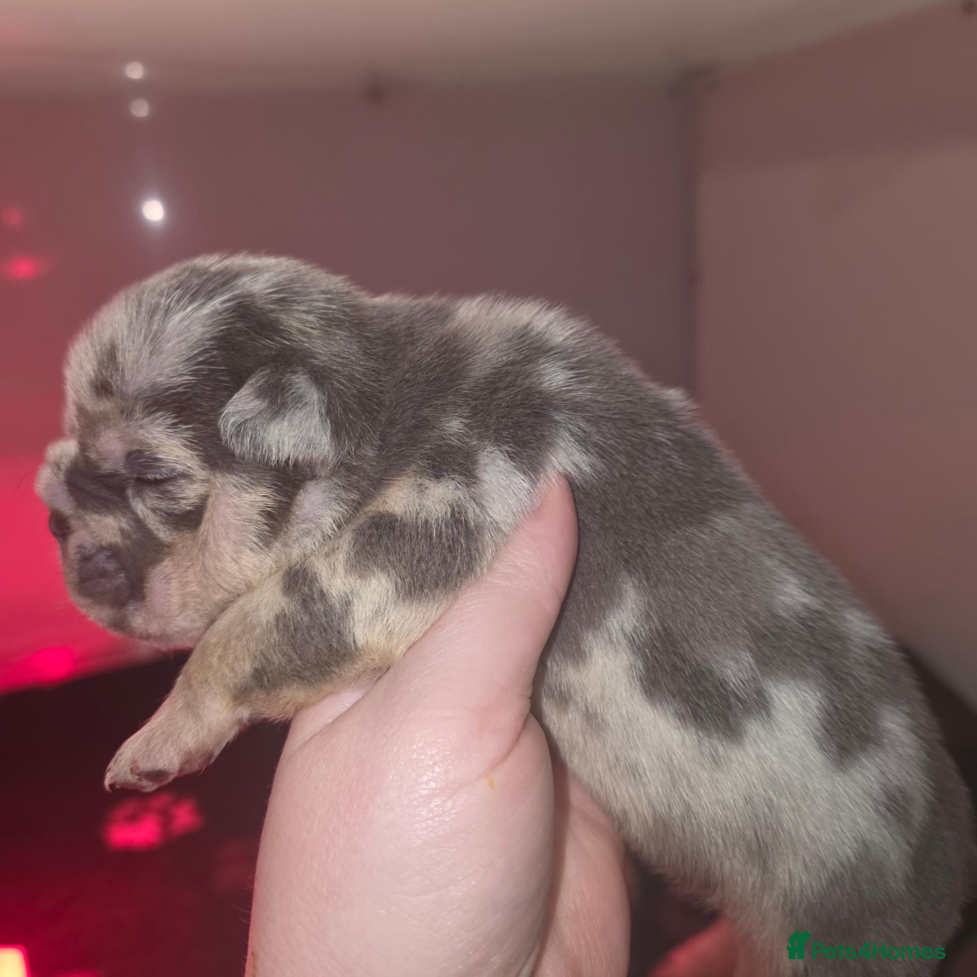 English Bulldog dogs for sale: British bulldog pups - Advert 1