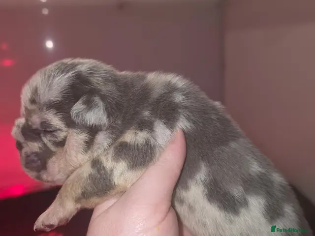 English Bulldog dogs for sale: British bulldog pups - Advert 1