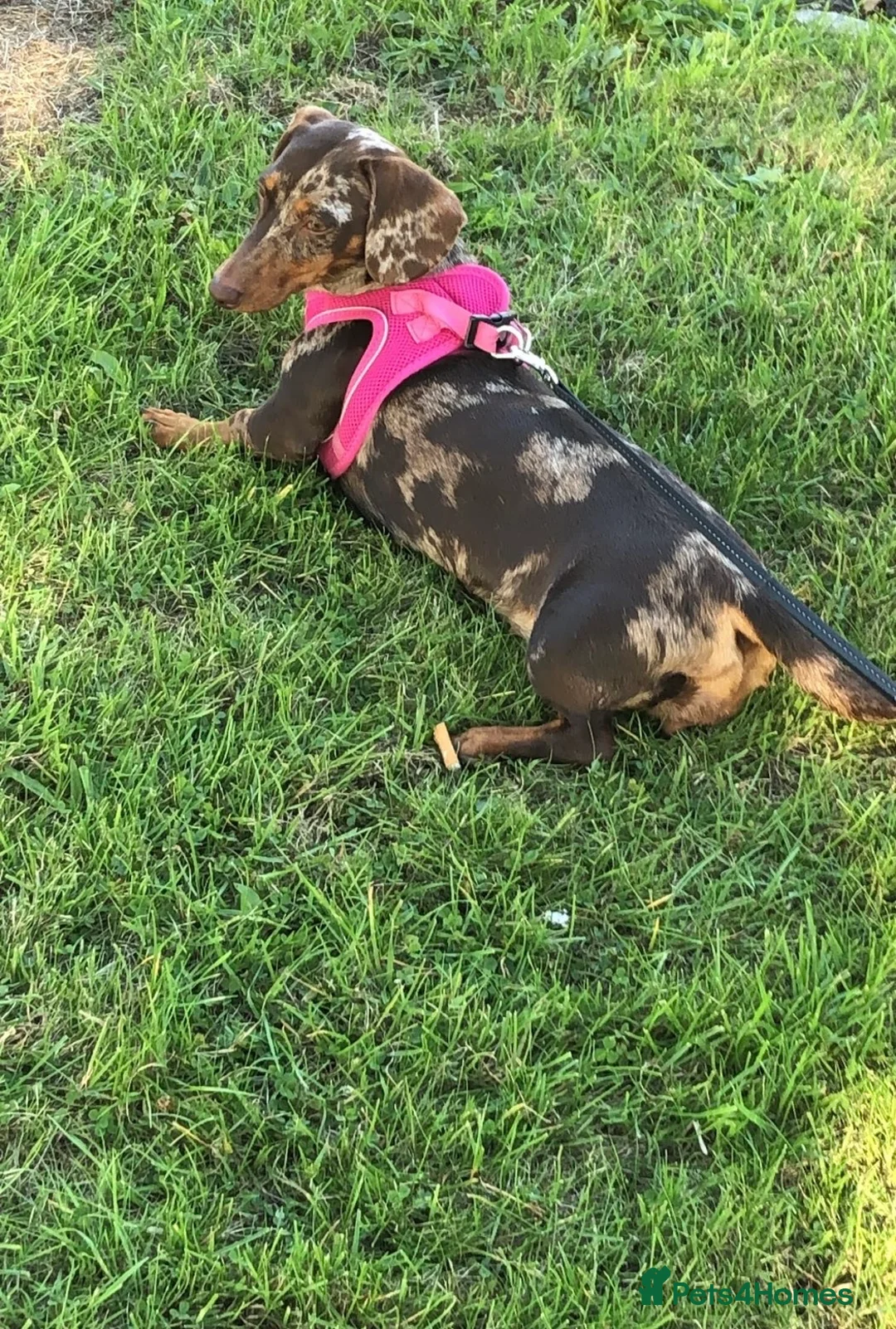 Miniature Dachshund dogs for sale: Chocolate dapple dachshund🥰 - Advert 3