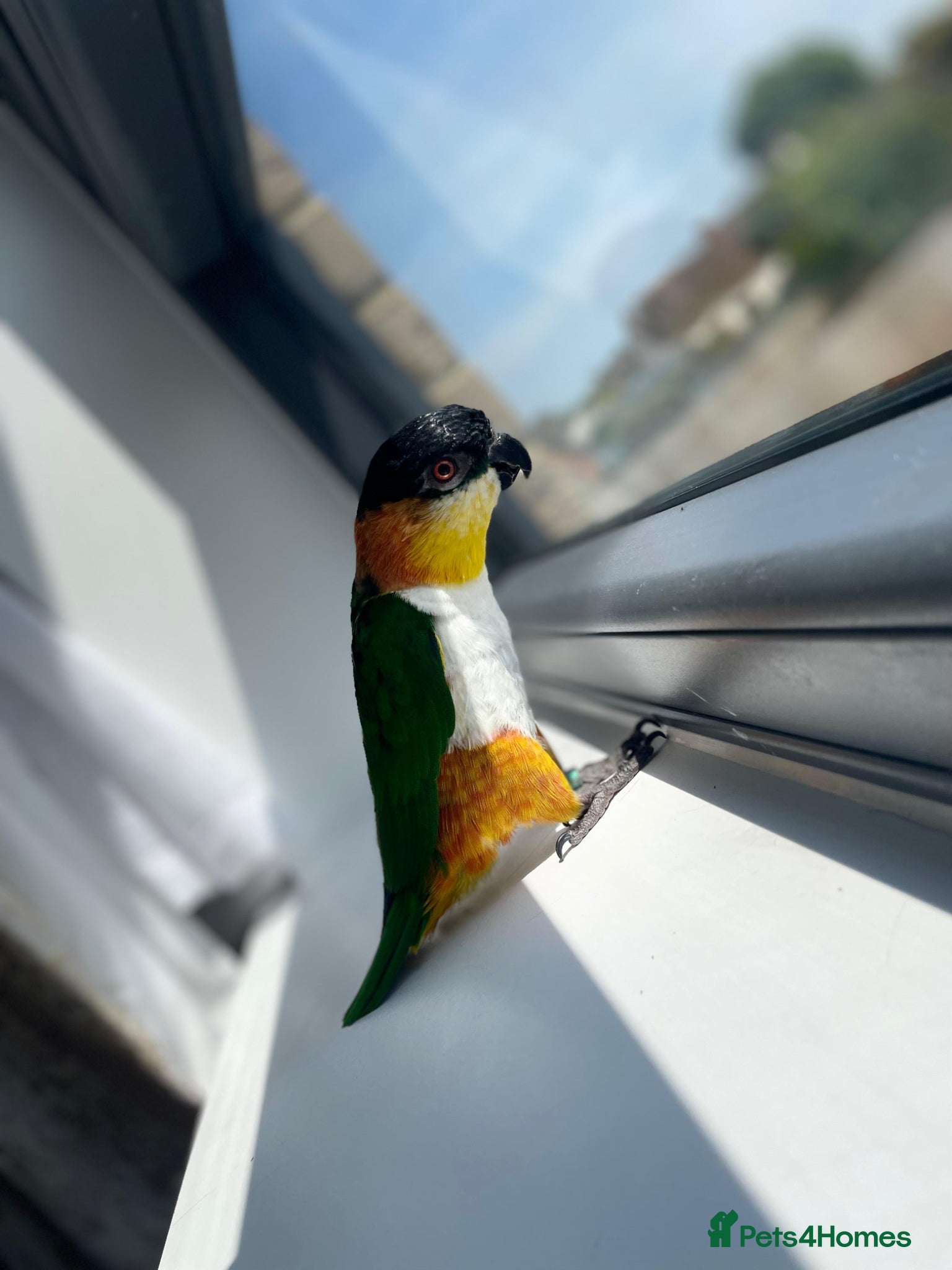 Parrots birds Rehoming our Black-Headed Caique - Advert 8