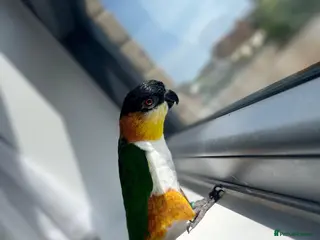 Parrots birds Rehoming our Black-Headed Caique - Advert 8