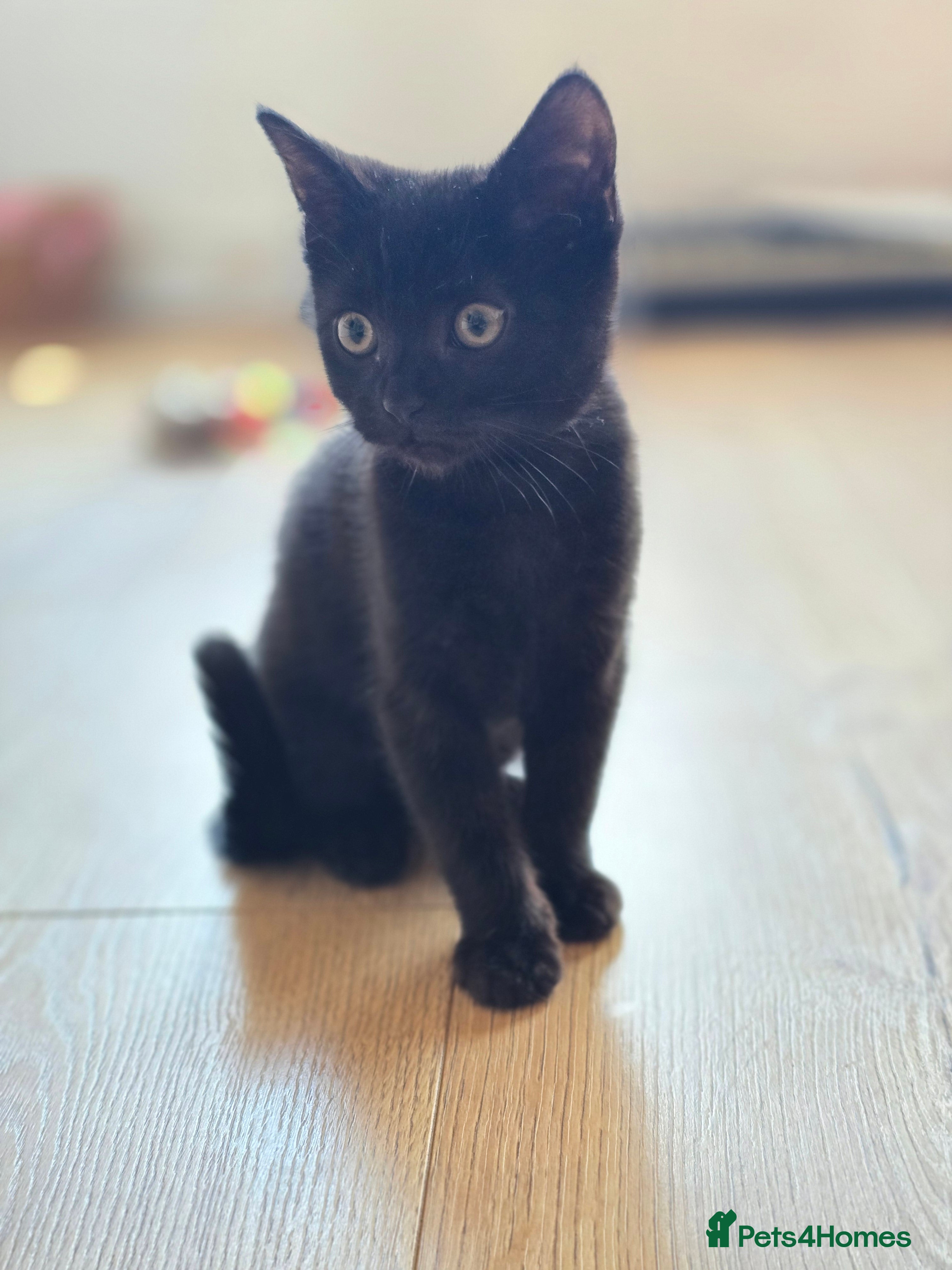 Mixed Breed cats 4 tabby and black kittens, mom mix with bengal  - Advert 2