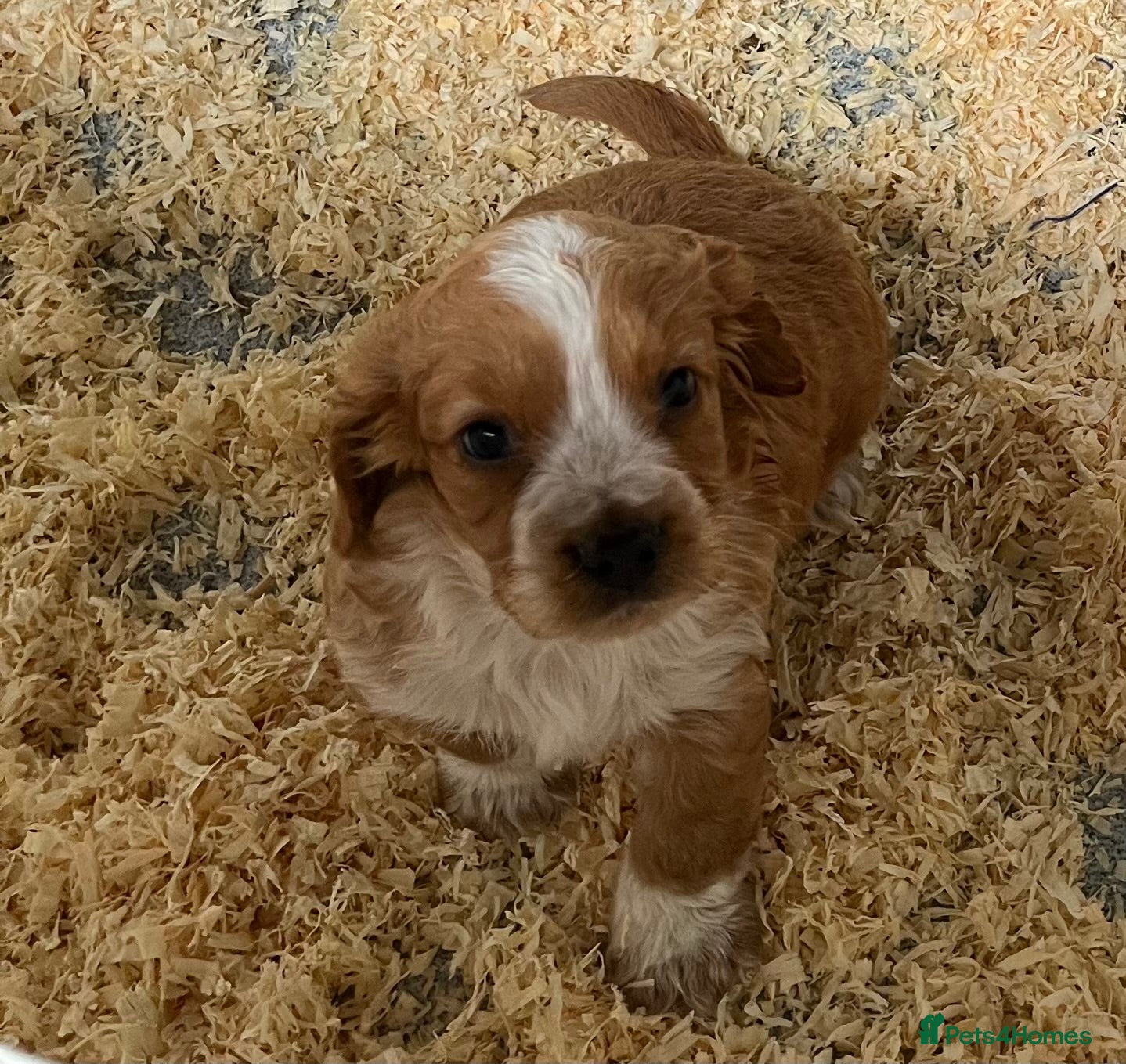 Cocker Spaniel dogs *REDUCED* Stunning Health Tested WCS Pups - Advert 3