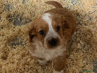 Cocker Spaniel dogs Stunning Health Tested WCS Pups - Advert 3