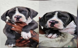 Mastiff dogs for sale: Mastiff Puppy 4 - Boerbel x ultimate Mastiff - Image 13