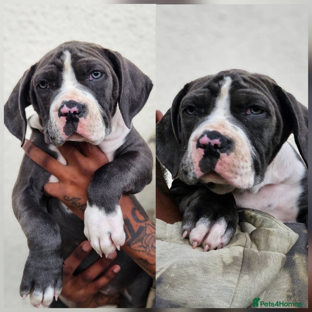 Mastiff dogs for sale: Mastiff Puppy 4 - Boerbel x ultimate Mastiff - Image 13