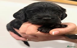 Cockapoo dogs for sale: Stunning F1 Cockpoo puppies - Image 2
