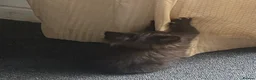 Mixed Breed cats for sale: Last kitty remaining  - Advert 14