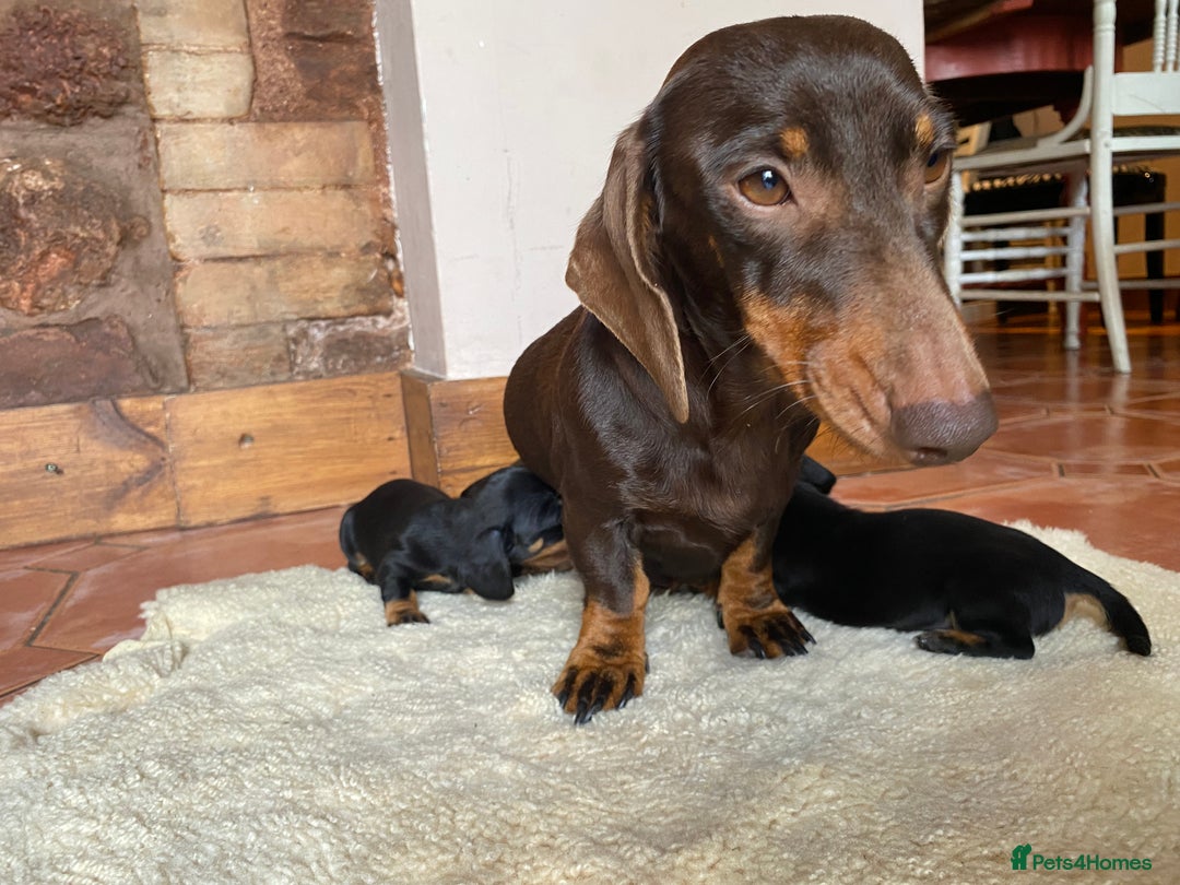 Dachshund dogs for sale: Miniature Dachshund Puppies   - Image 12