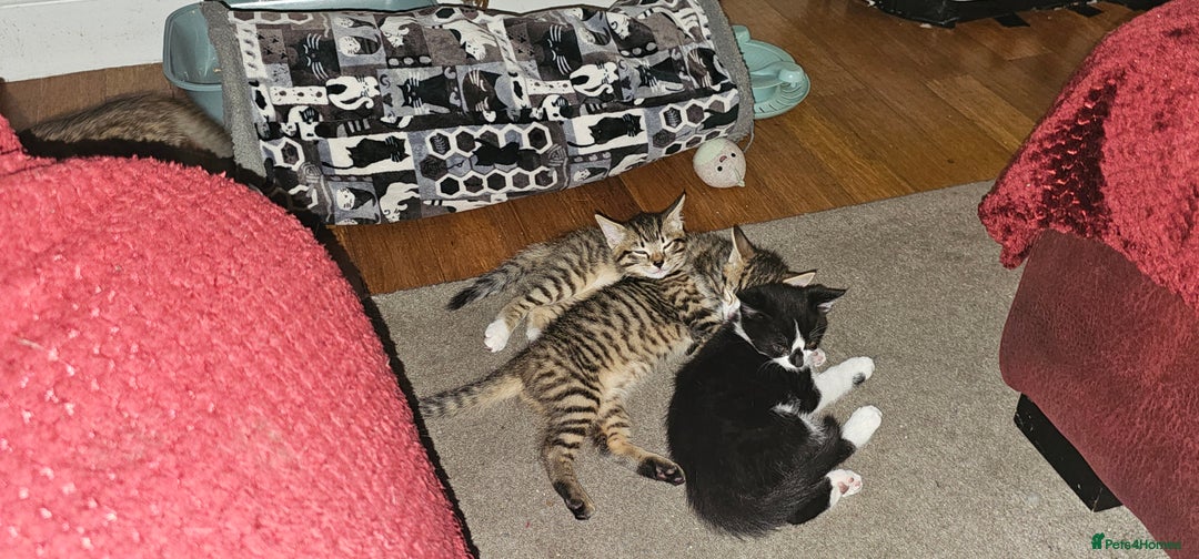 British Shorthair cats for sale: 4 beautiful kittens  - Image 8