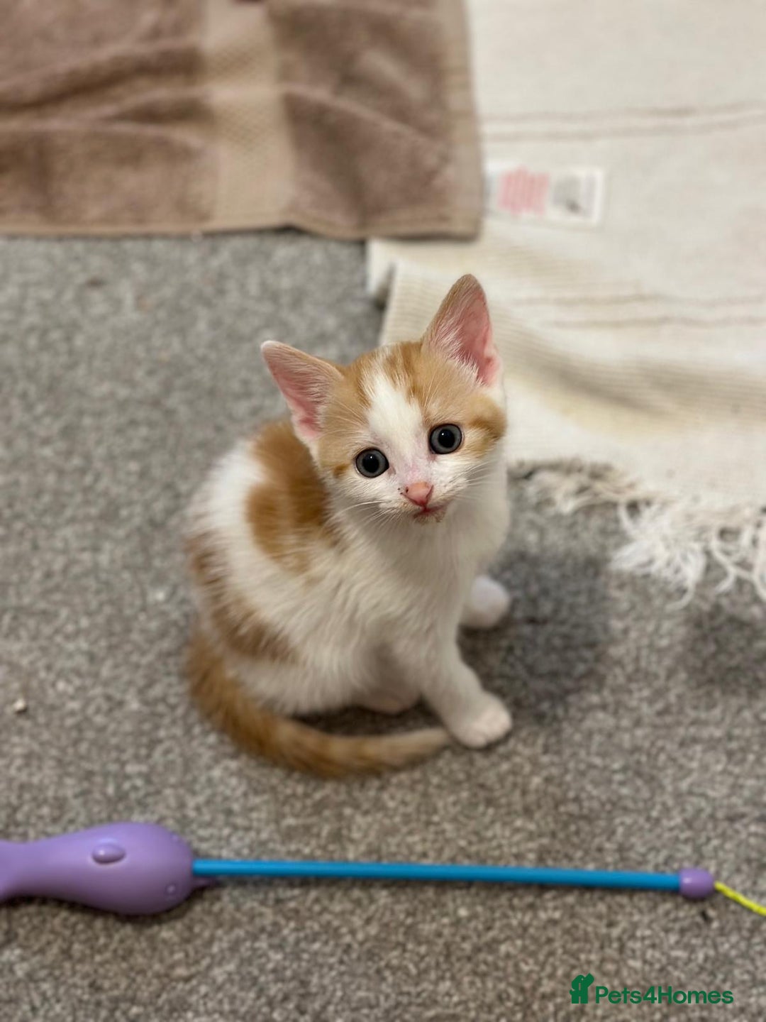 Mixed Breed cats for sale: Beautiful bundles of fun - Image 2