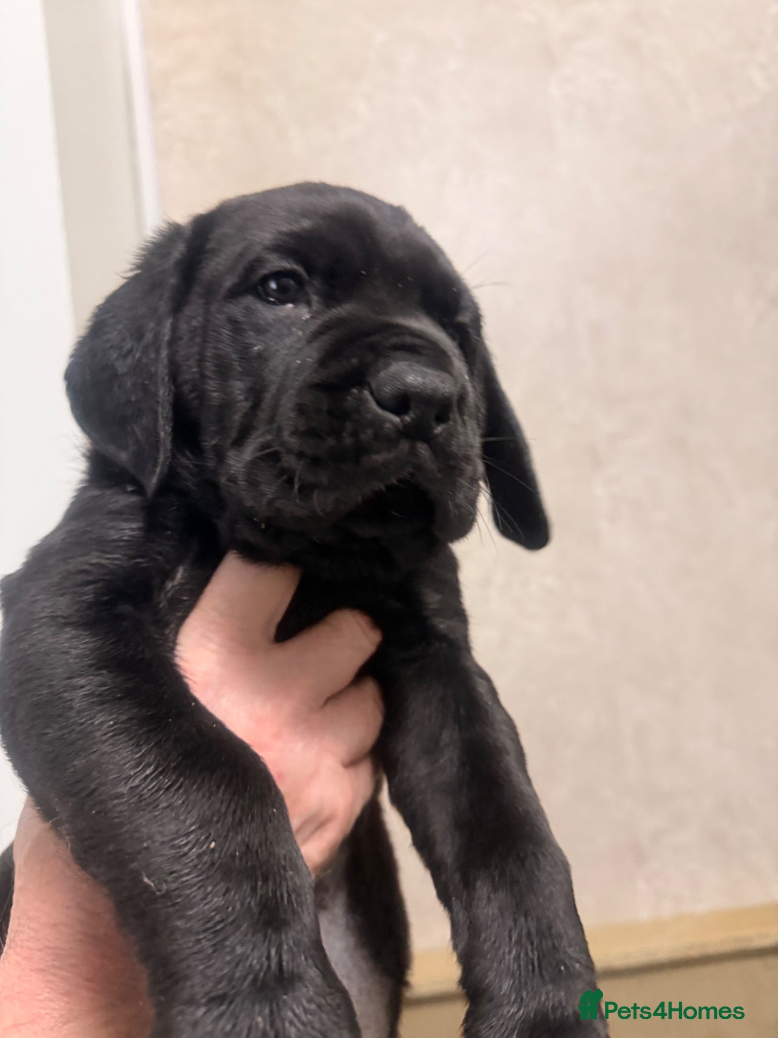 Mixed Breed dogs Loyal Rotticorso Puppies Black Coat,Powerful Build - Advert 9