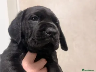 Mixed Breed dogs Loyal Rotticorso Puppies Black Coat,Powerful Build - Advert 9