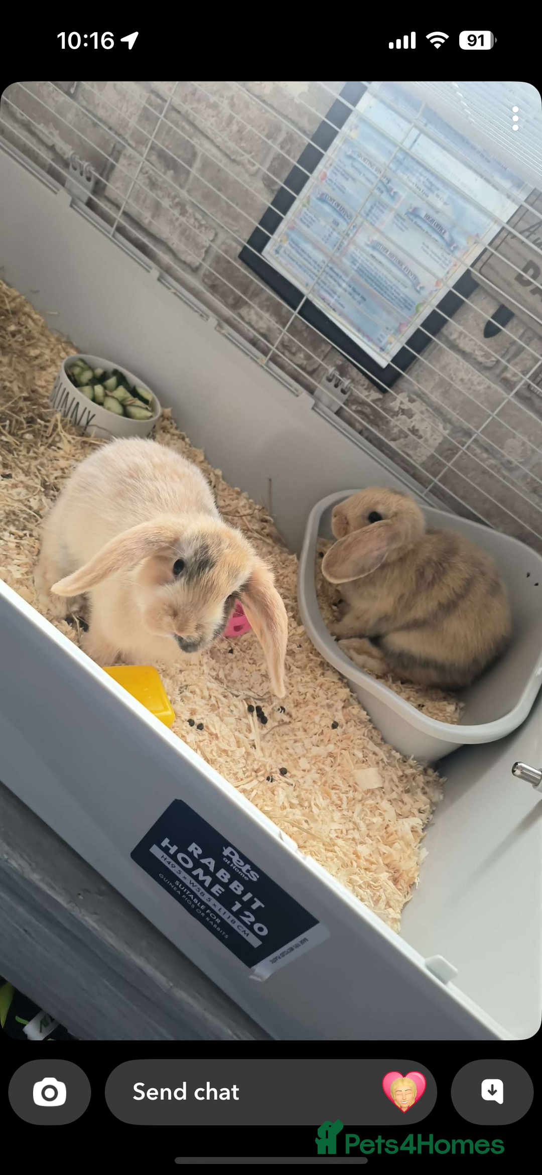 Mini Lop rabbits for sale: Mum rabbit and baby bunny for sale  - Image 1