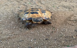 Tortoise reptiles for sale: Horsefield Tortoise and set up - Image 3