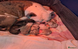 Old Tyme Bulldog dogs for sale: Old tyme bulldog for sale  - Image 8