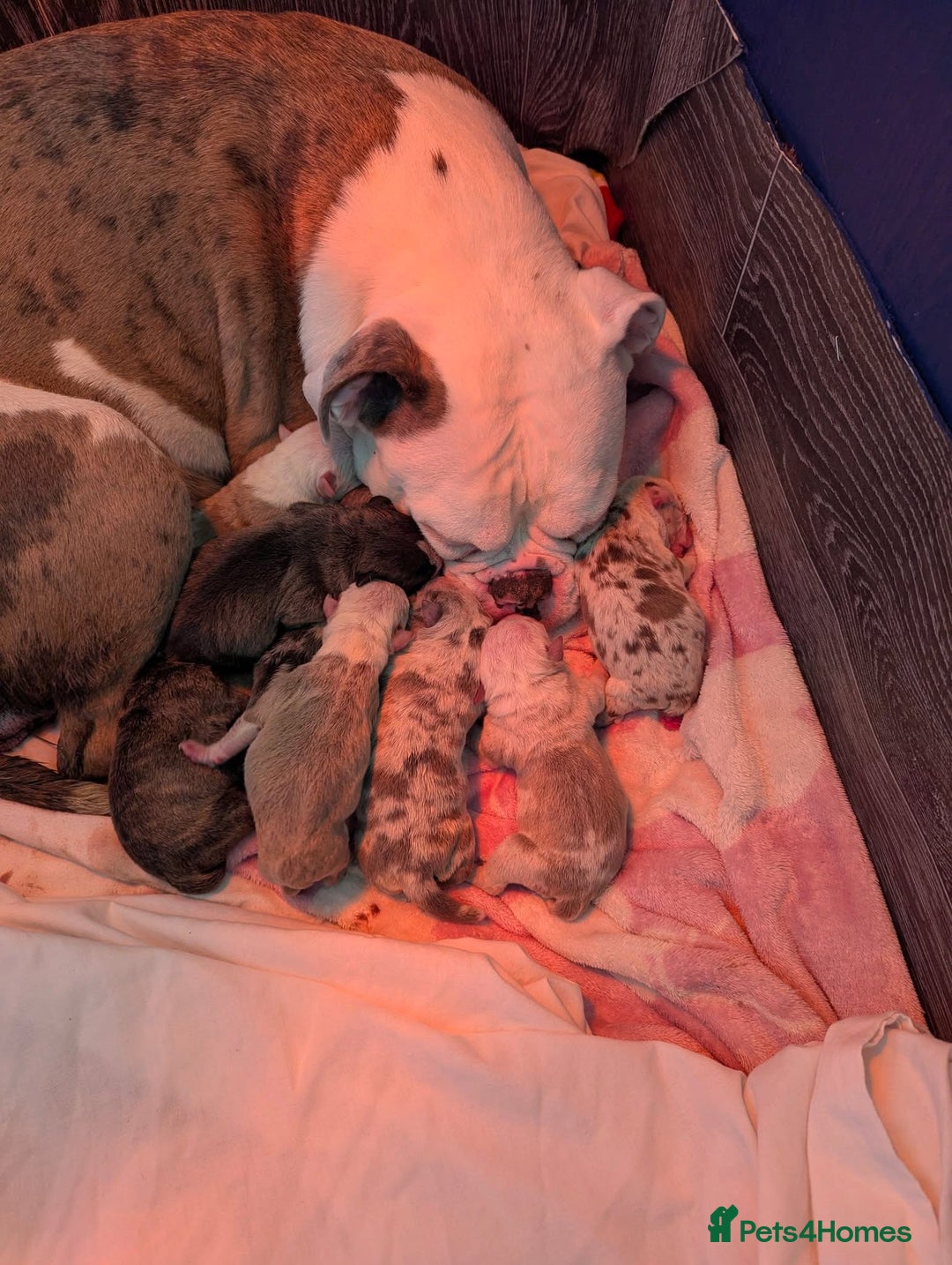 Old Tyme Bulldog dogs for sale: Old tyme bulldog for sale  - Image 8