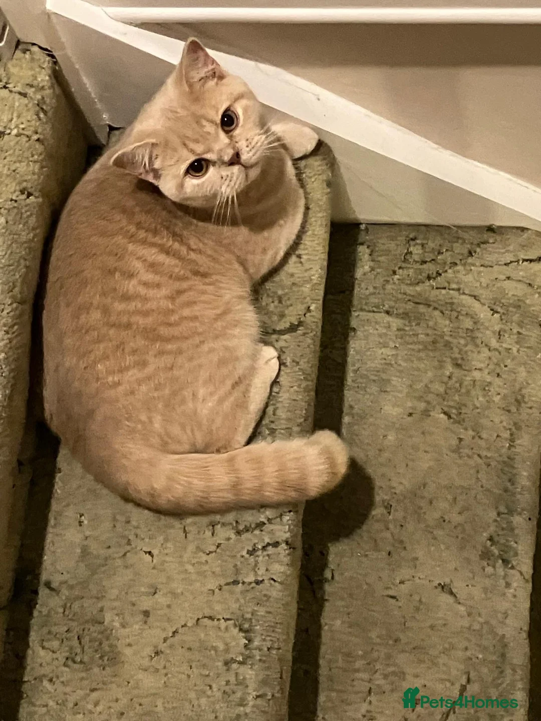 British Shorthair cats for sale: Mabel needs a quiet loving home  - Advert 9