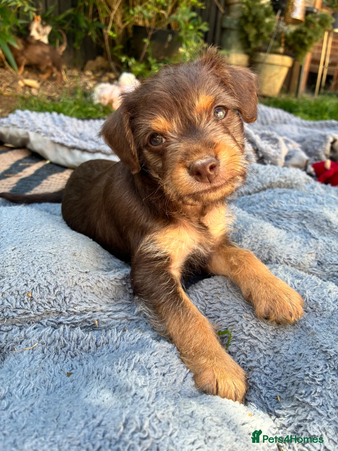 Mixed Breed dogs for sale: Beautiful Merle Jorkies in Uxbridge - Advert 2