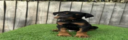 Dobermann dogs for sale: Quality European Doberman - Health Tested & Titled - Advert 10