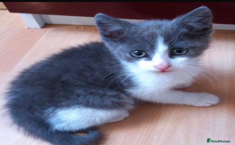 Mixed Breed cats - Advert 3