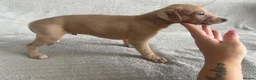 Whippet dogs for sale: 🐾 Beautiful Whippet Puppies – Boys & Girls - Advert 4