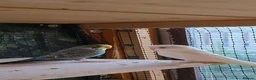 Budgerigars birds for sale: 6 Budgerigars for Sale - Advert 2