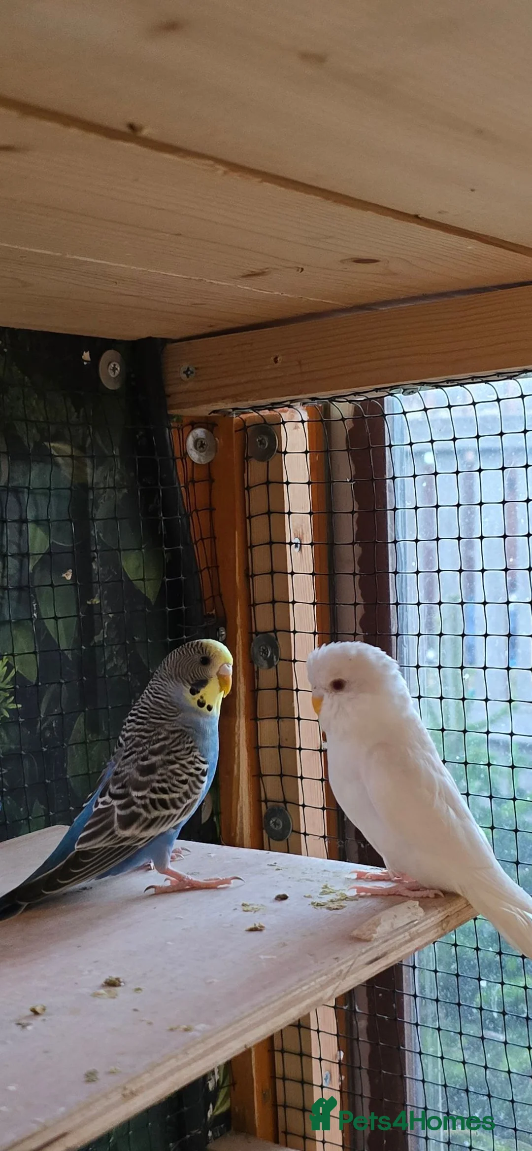 Budgerigars birds for sale: 6 Budgerigars for Sale - Advert 2