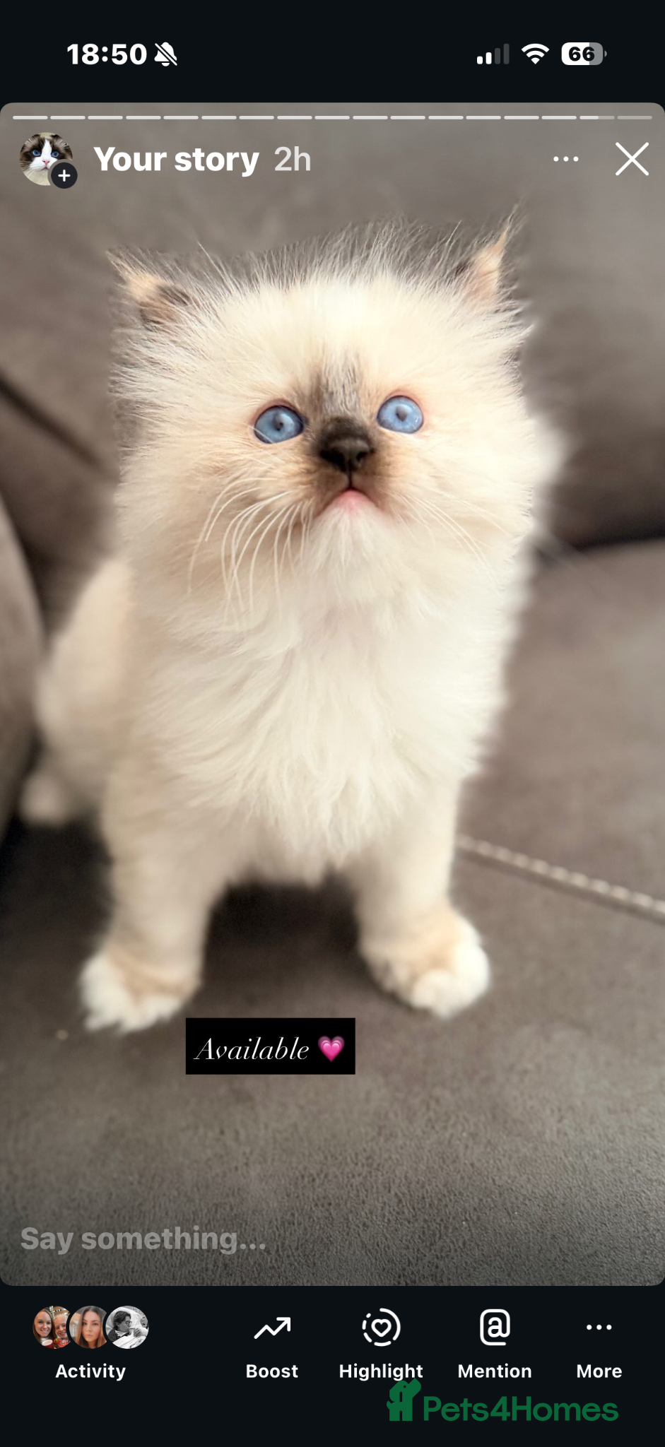 Ragdoll cats GCCF REGISTERED DNA TESTED PARENTS  - Advert 14