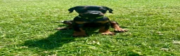 Dobermann dogs for sale: Champion Bloodline Doberman Puppies - Advert 12
