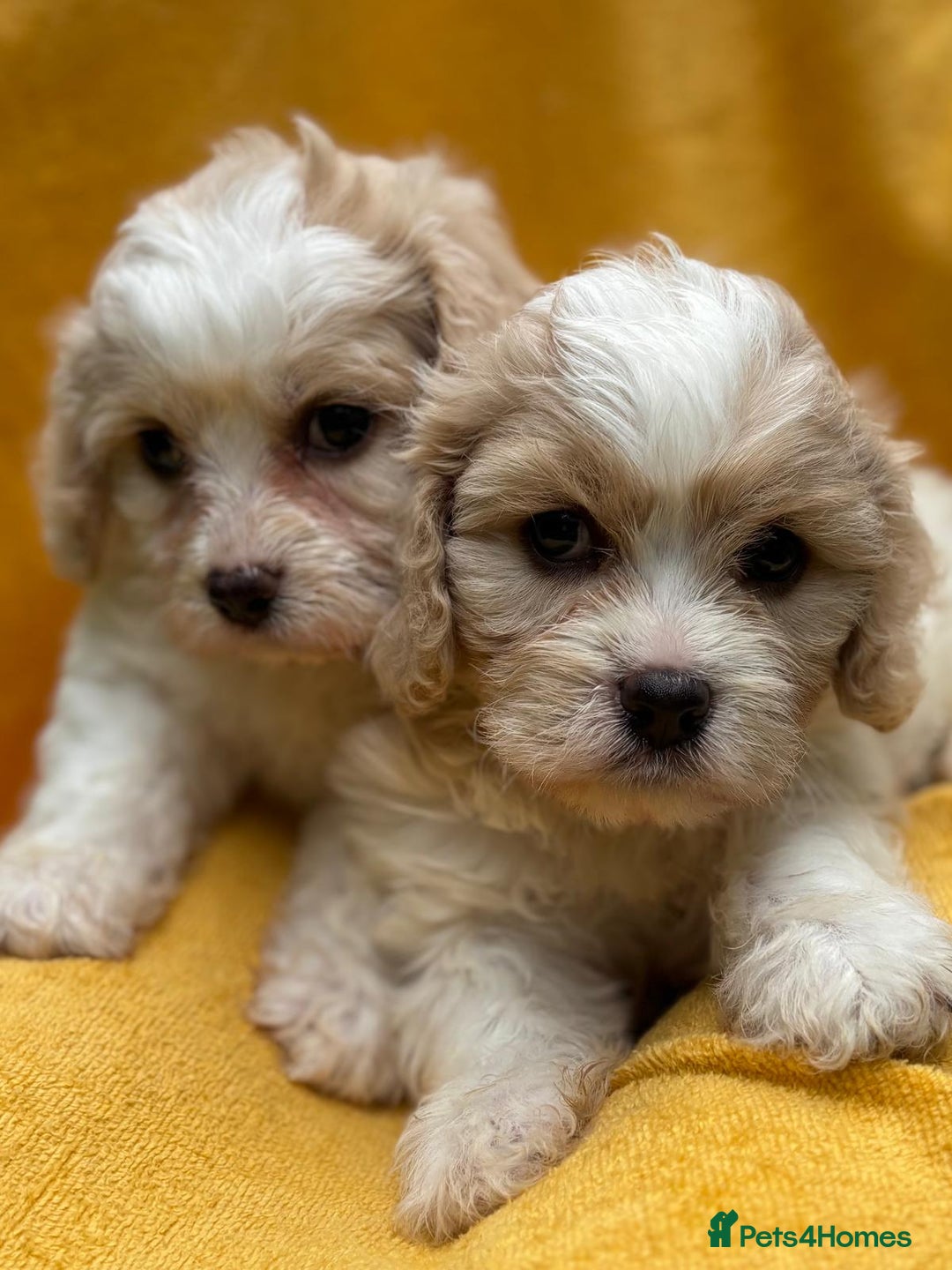 Cavapoochon dogs for sale: ⭐️1 CAVAPOOCHON in Cheshire (KC DAD) ready now✅ - Image 28