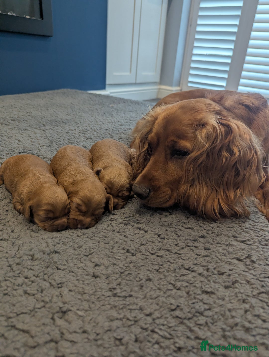 Cockapoo dogs for sale: Red Miniature Cockapoos - Image 5