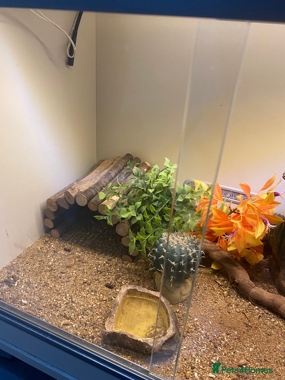 Leopard Gecko reptiles for sale: leopard gecko with enclosure  - Advert 5